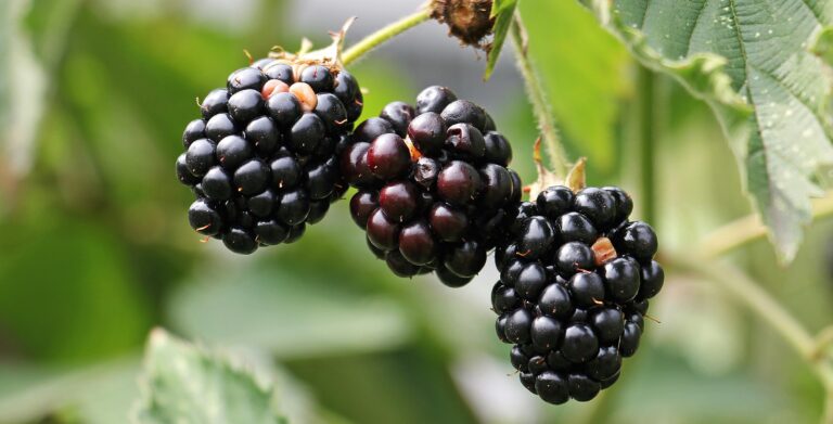 Faa’iidooyinka Caafimaad ee Blackberry