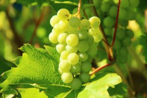 Faa’iidooyinka Caafimaad ee Canabka (Grapes)