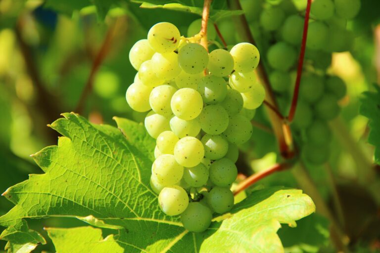 Faa’iidooyinka Caafimaad ee Canabka (Grapes)